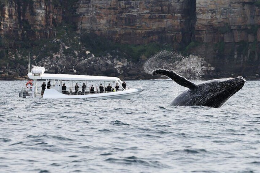 Sydney Whale-Watching by Speed Boat