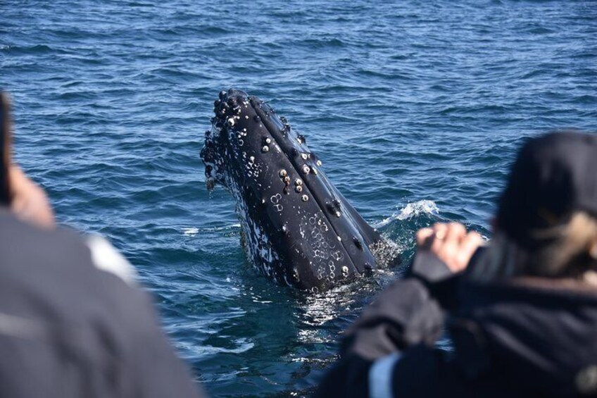 Occasionally the whales approach the boat