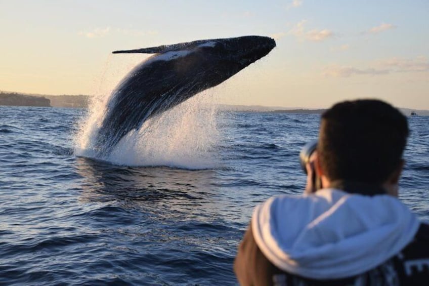 Whale Watching on a speed boat