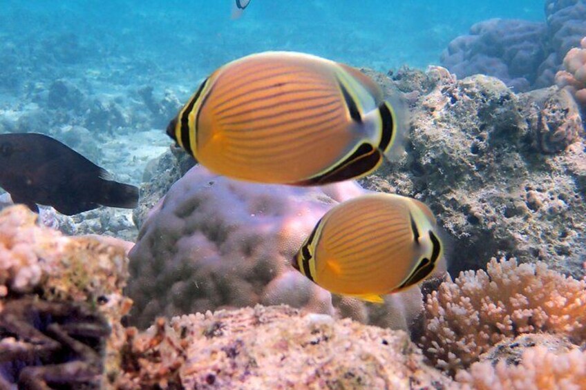 Snorkel with beautiful marine life