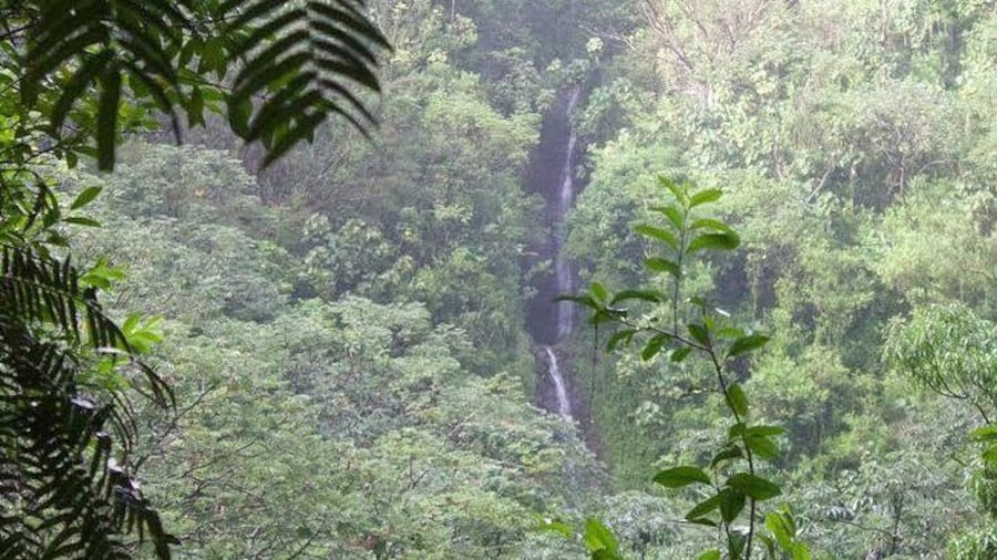 Manoa Waterfall Hike