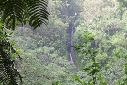 Sendero de la cascada de la selva tropical y servicio de traslado