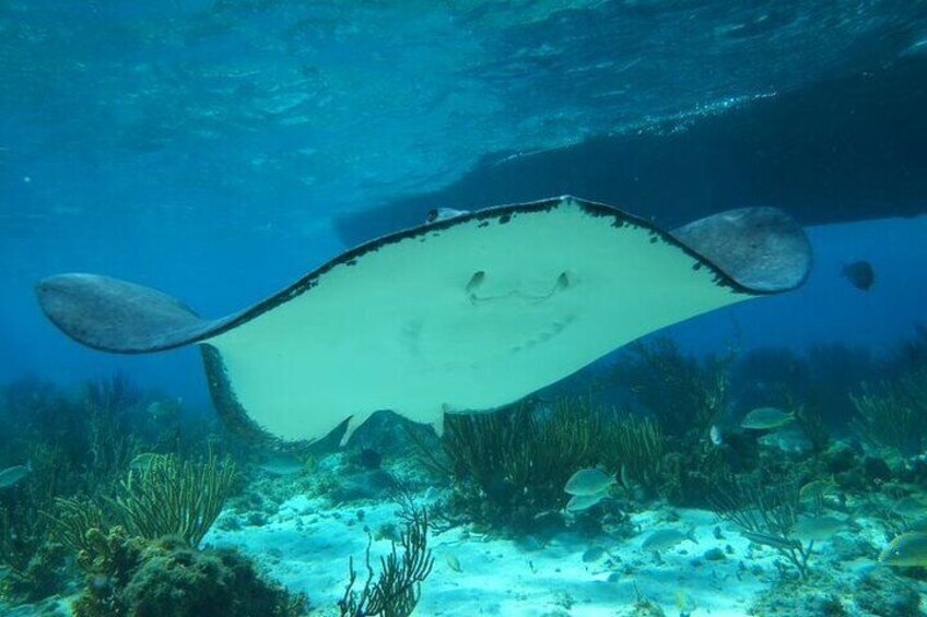 Southern Stingray