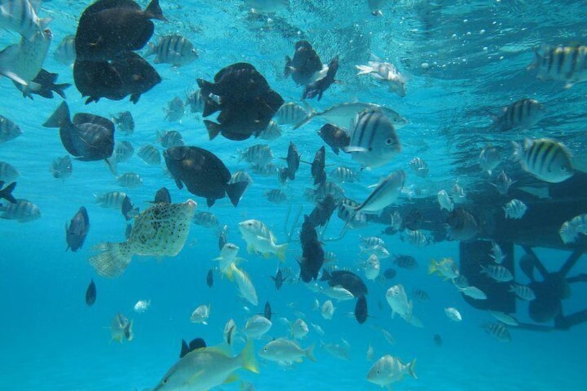 Snorkelling at the Coral Gardens