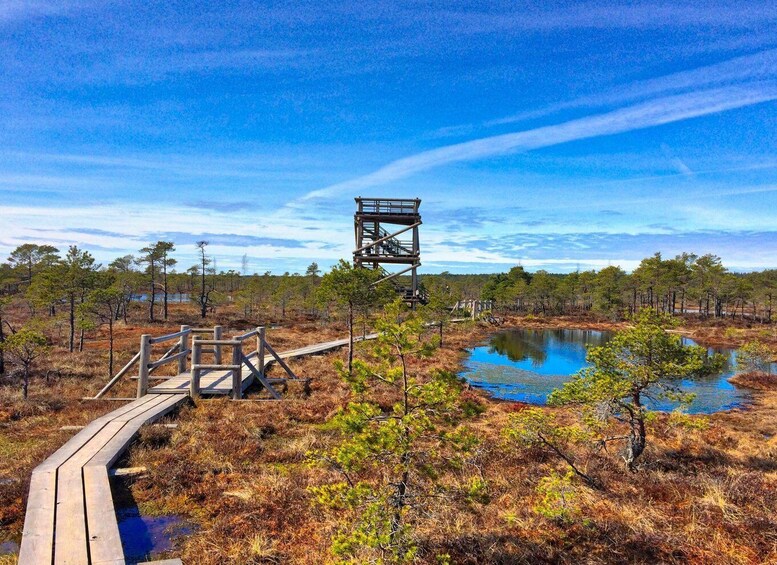 Picture 10 for Activity Riga: Best of Kemeri National Park In One Day