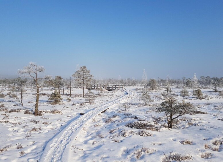 Picture 29 for Activity Riga: Best of Kemeri National Park In One Day