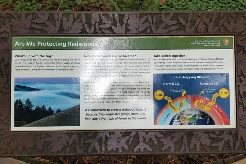 Muir Woods