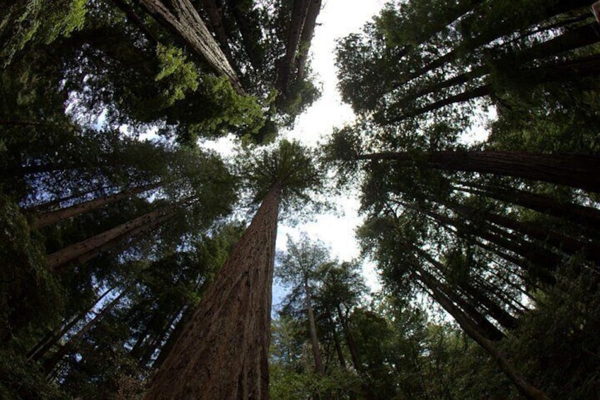 Muir Woods Redwood Trees