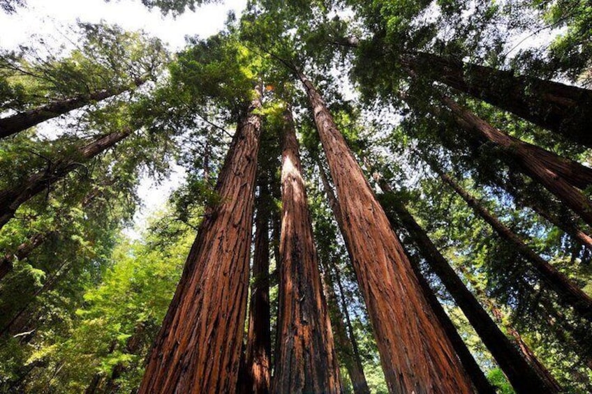 Muir Woods Redwood Trees