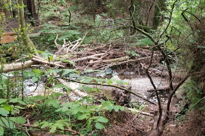 Muir Woods