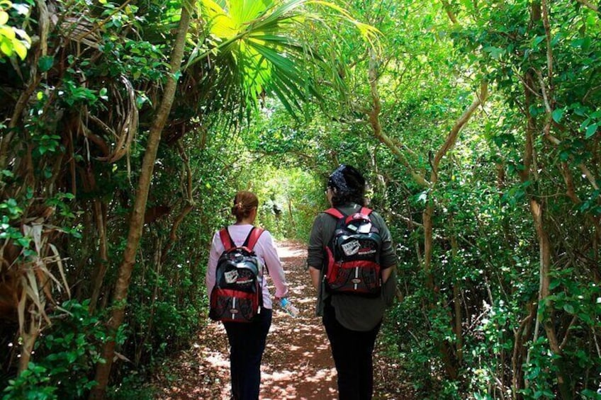 Trek Through Tom Moore's Jungle