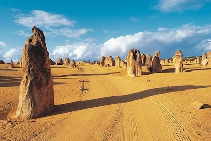 Pinnacles Desert, Koalas and Sandboarding 4WD Day Tour from Perth