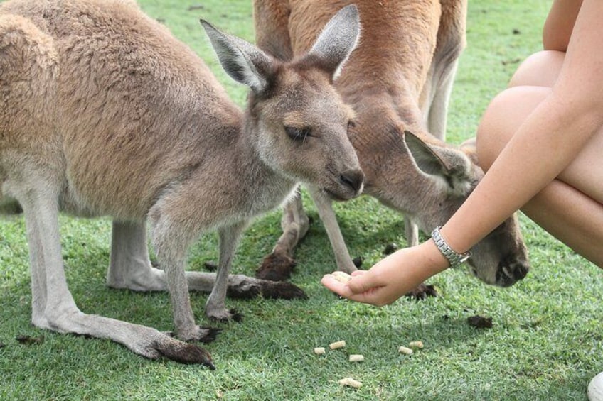 Pinnacles Desert, Koalas and Sandboarding 4WD Day Tour from Perth