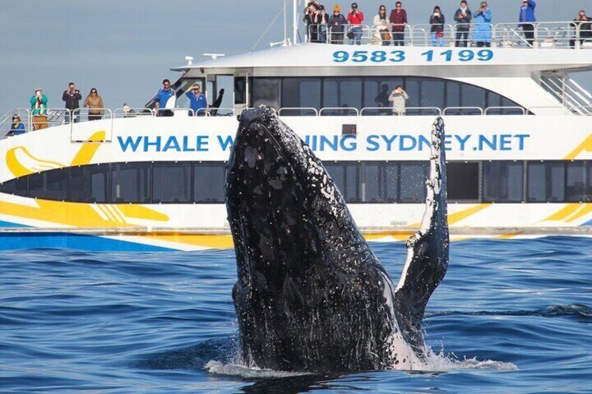 3 Hr Whale Watching Discovery Cruise in Sydney