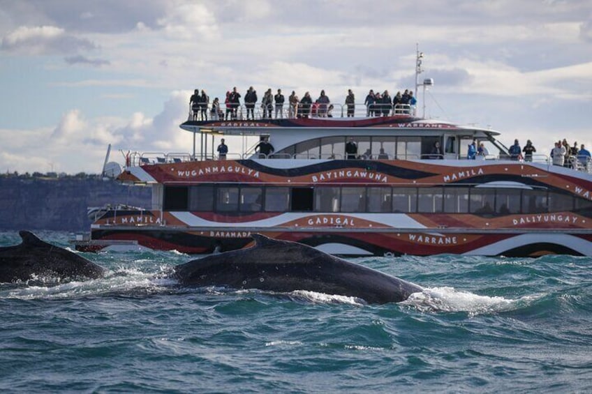 3 Hr Whale Watching Discovery Cruise in Sydney