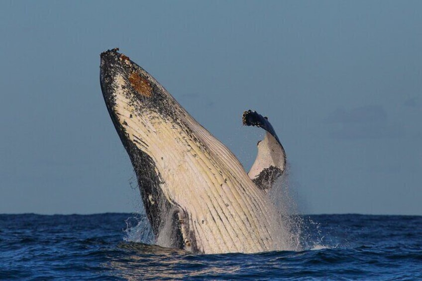 Whale Watching Sydney - 3hr Discovery Cruise