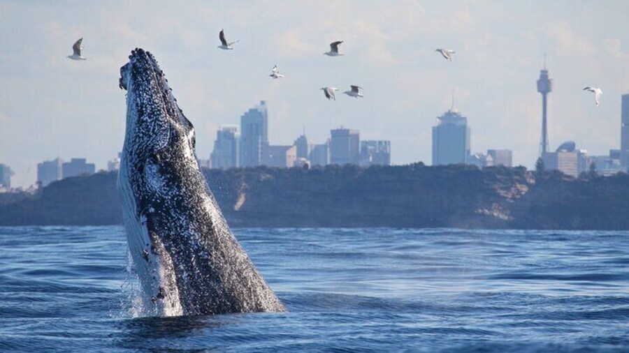 3 Hr Whale Watching Discovery Cruise in Sydney