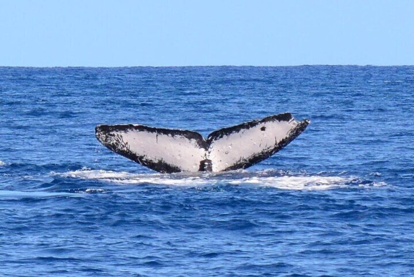 Kauai's Ultimate Whale & Dolphin Zodiac Boat Adventure