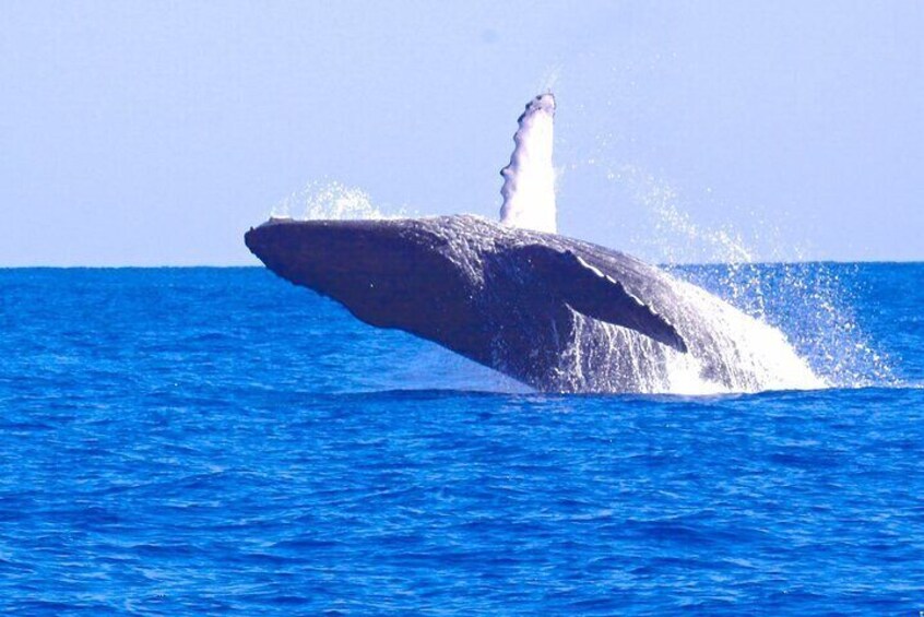 Kauai's Ultimate Whale & Dolphin Zodiac Boat Adventure