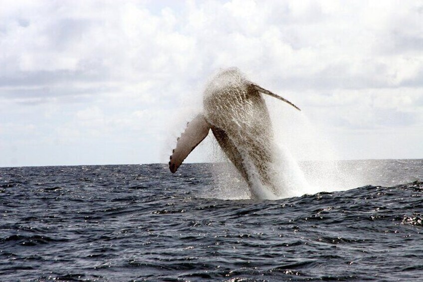 Kauai's Ultimate Whale & Dolphin Zodiac Boat Adventure