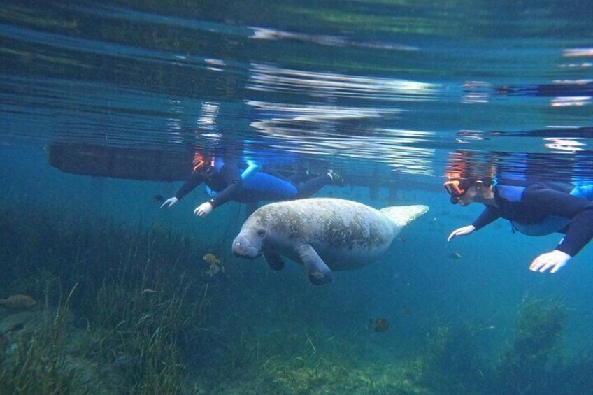 Small Group Manatee Snorkeling Adventure with Free Photos Included