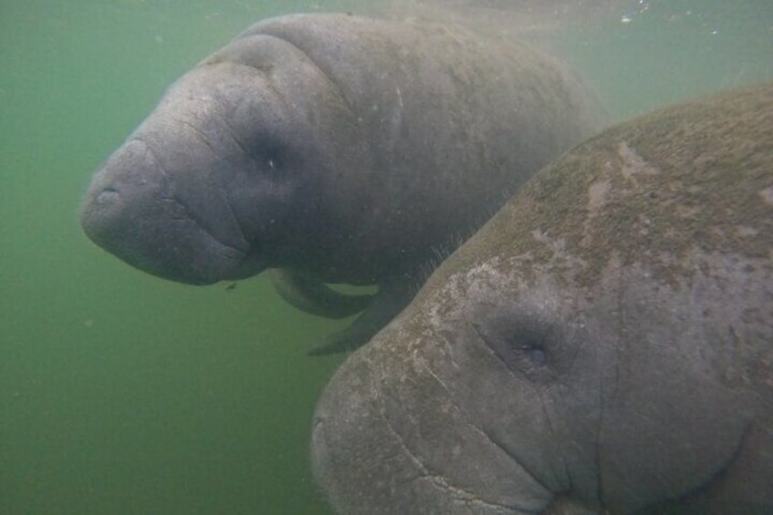 Small Group Manatee Swim Tour With In Water Guide 