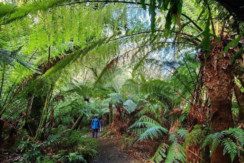 Take a relaxed, guided stroll through Cool temperate rainforest