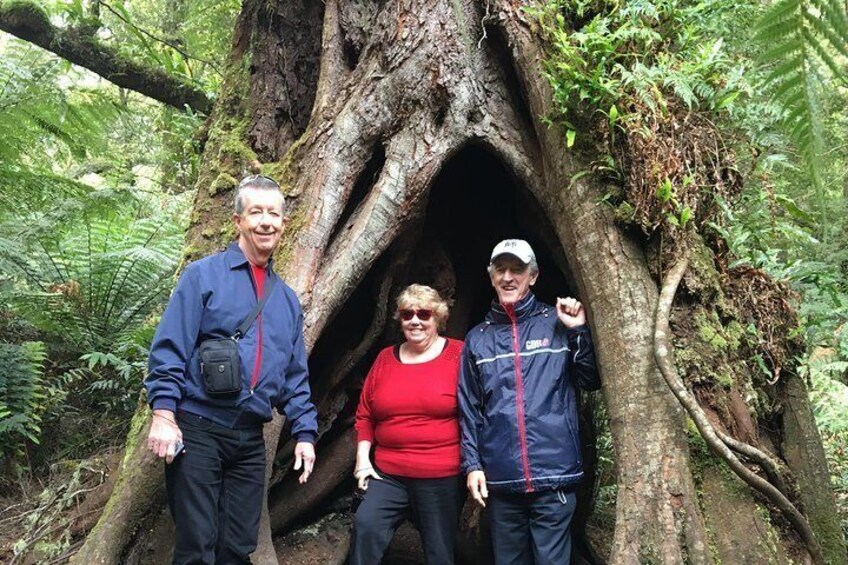 Rainforest walks so close to the coast are surprising!