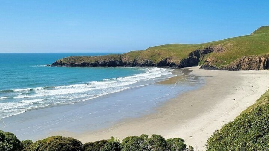 Dunedin City and Otago Peninsula Small-Group Tour
