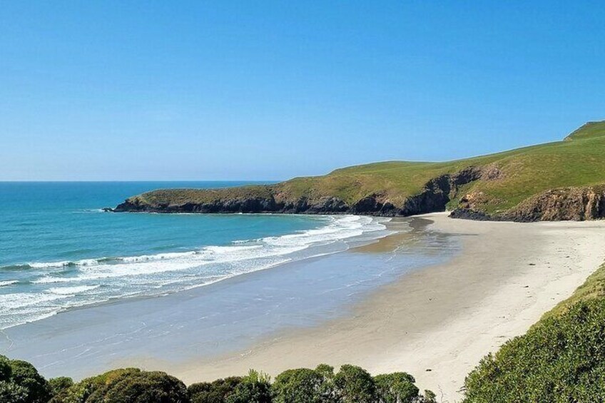 Dunedin City and Otago Peninsula Small-Group Tour