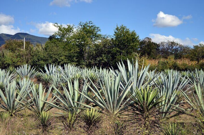 Earth, Corn & Fire: Tasting the Roots of Oaxacan Cuisine