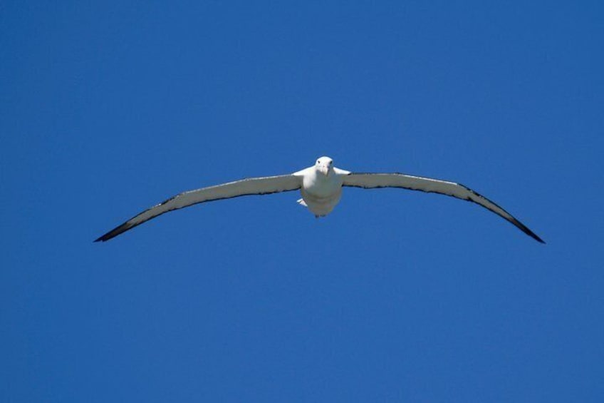 Royal Albatross