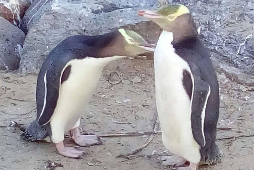 Yellow eyed penguins 