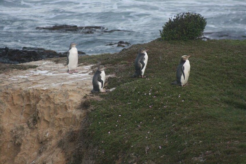 Yellow Eyed Penguins