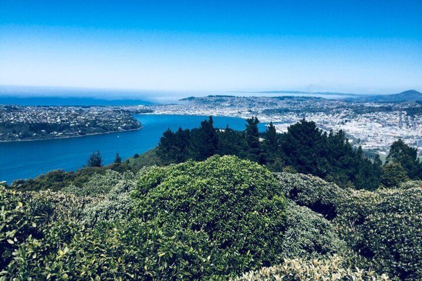 Panorama of Dunedin