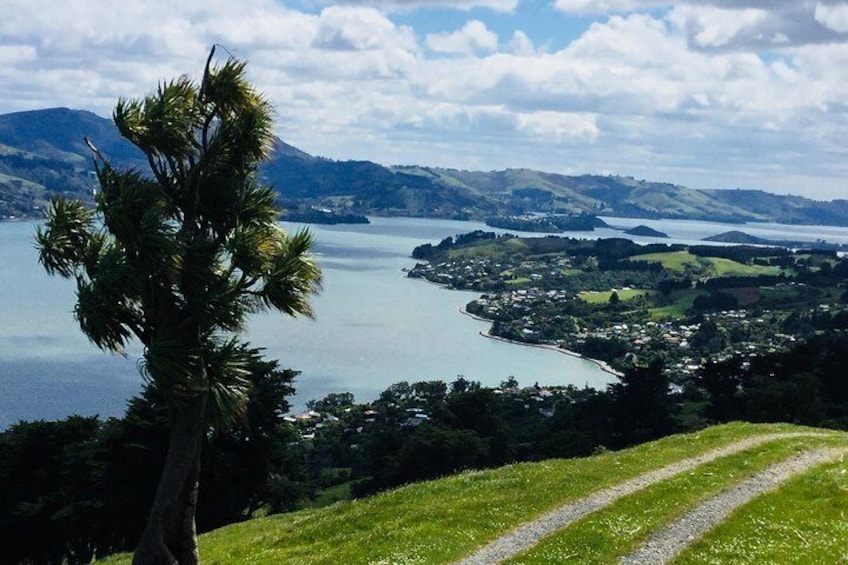 Otago Harbour