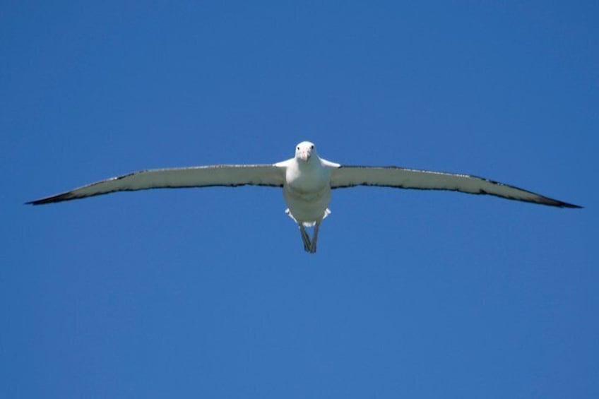 Royal Albatross 