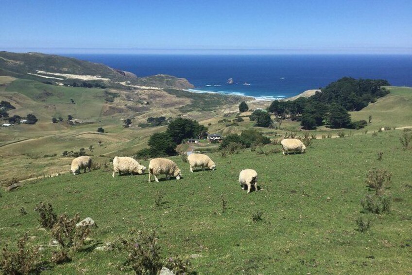 Otago Peninsula Scenery 