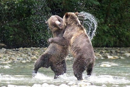 Grizzly Bear Expedition