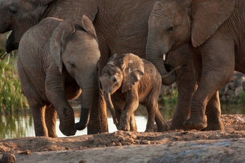 Addo Elephant 5 hour Morning Safari.