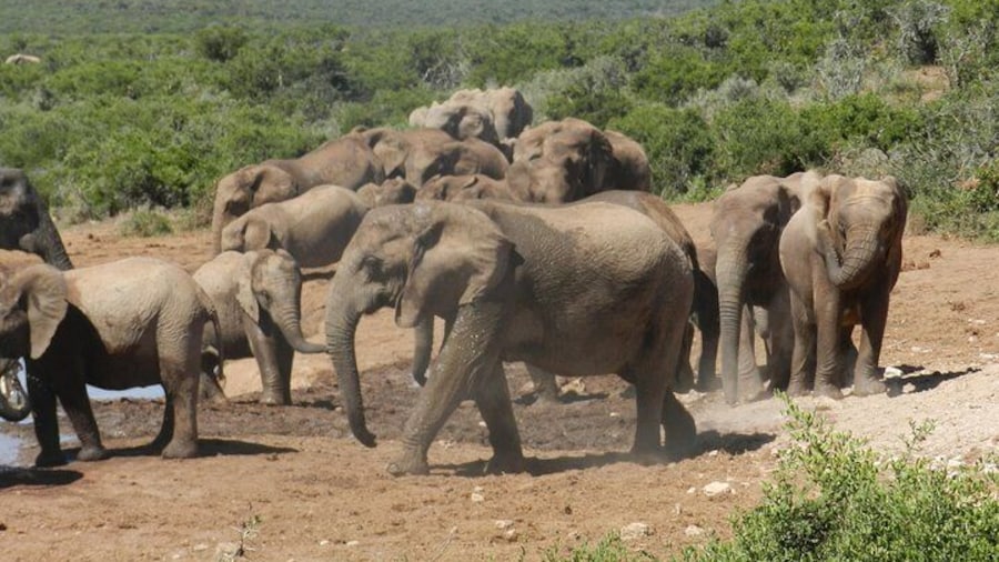 Addo Elephant 5 hour Morning Safari.
