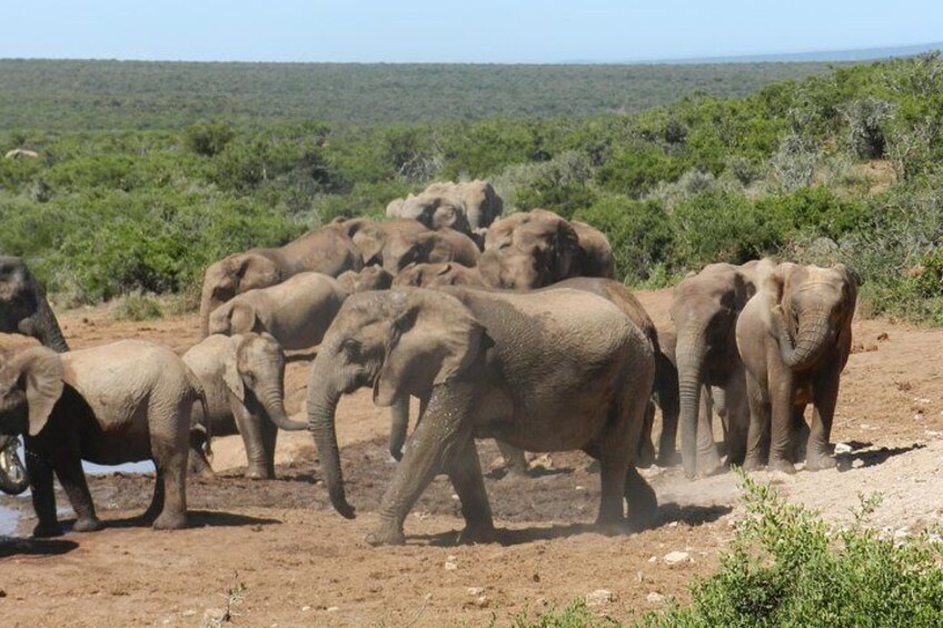 Addo Elephant 5 hour Morning Safari.