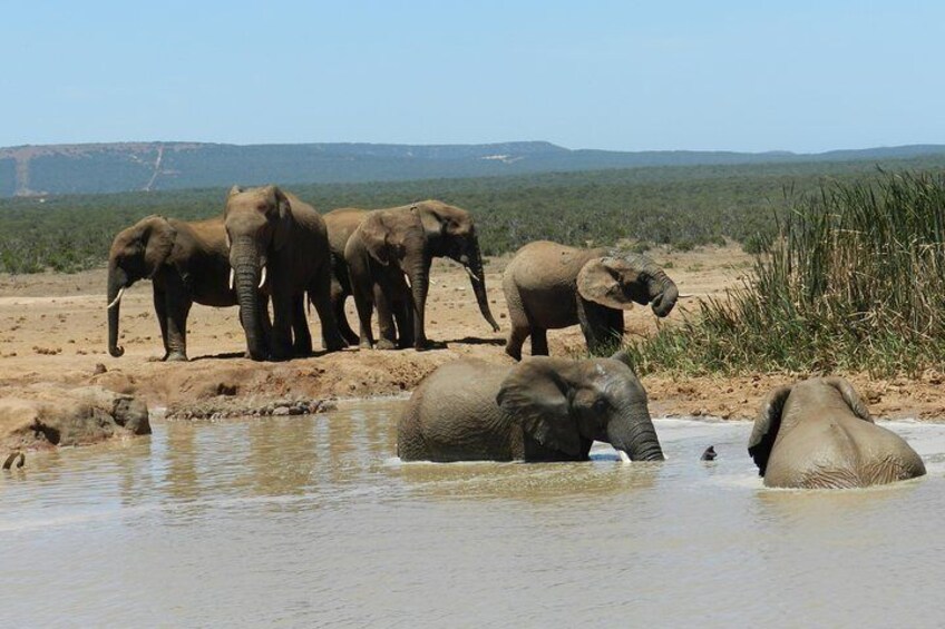 Addo Elephant 5 hour Morning Safari.