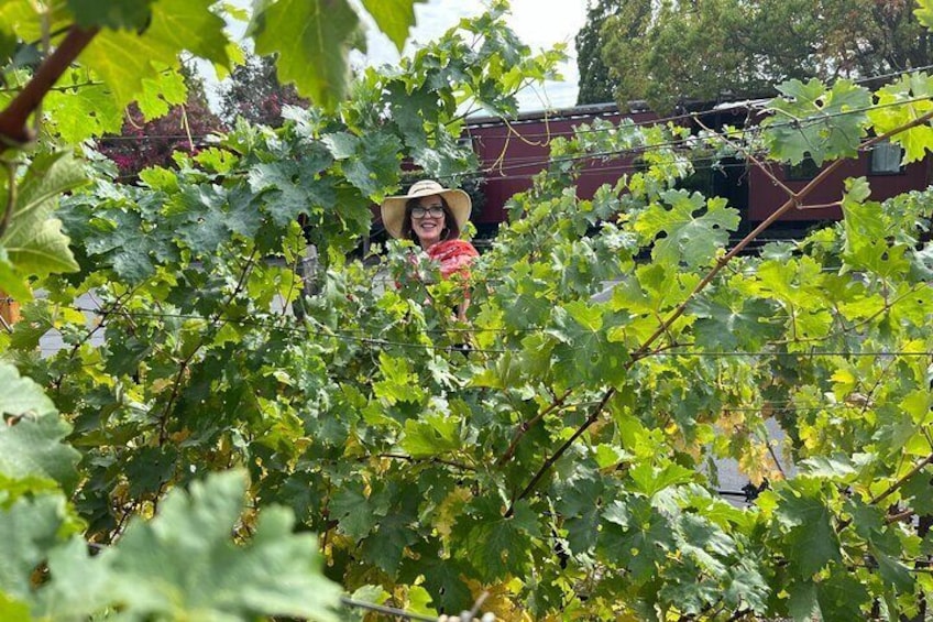 Yountville boasts of vines throughout the town