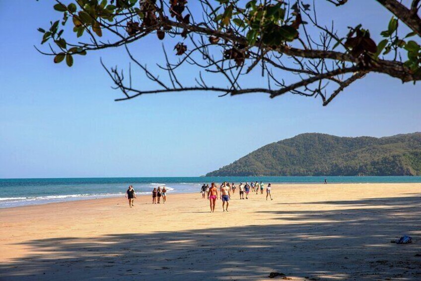 Cape Tribulation Day Tour from Cairns