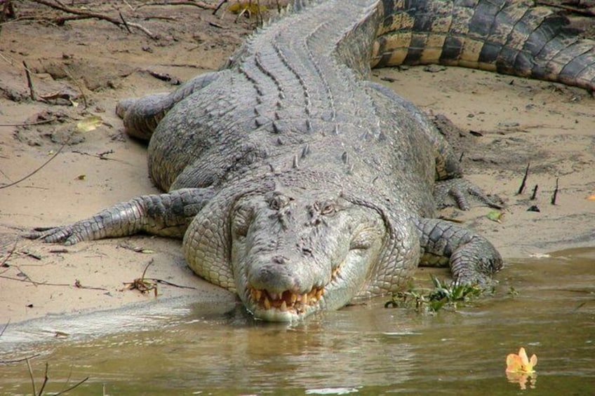 Crocs! Join us on a boat cruise to find these giants!