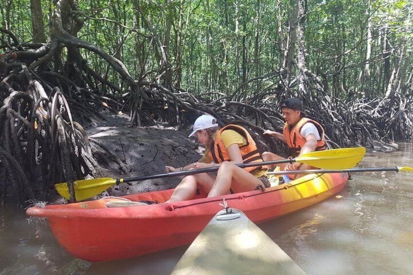 Mangrove seed planting activity during low tide