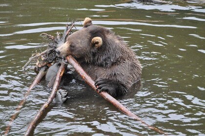 Sitka Premium Tour- Private- Alaska Raptor Centre, Fortress of the Bears,To...