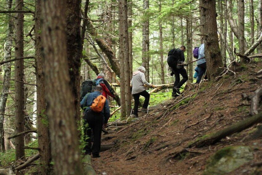 Full-Day Chilkat Inlet Coastal Hike from Haines