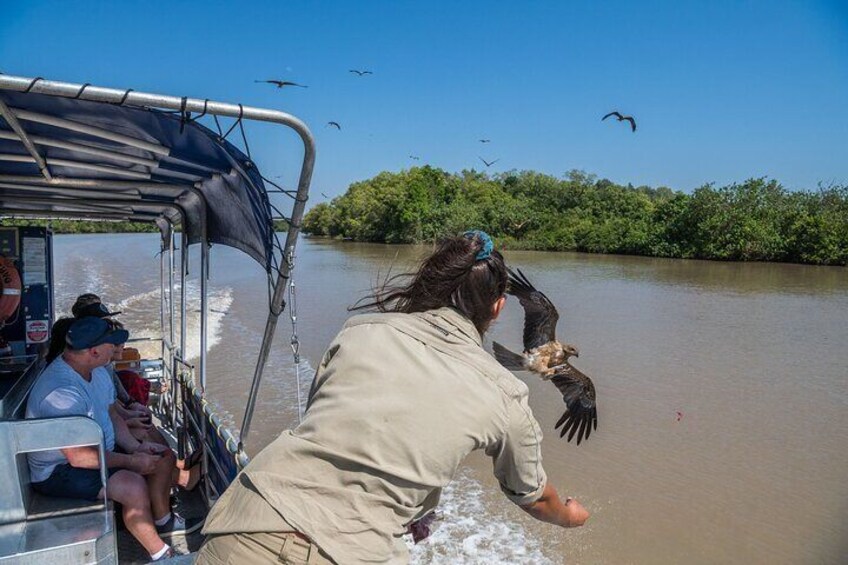 1 Hour Jumping Crocodile Cruise on the Adelaide River